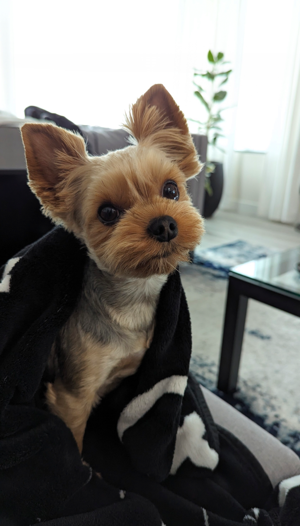 Happy dog during a visit