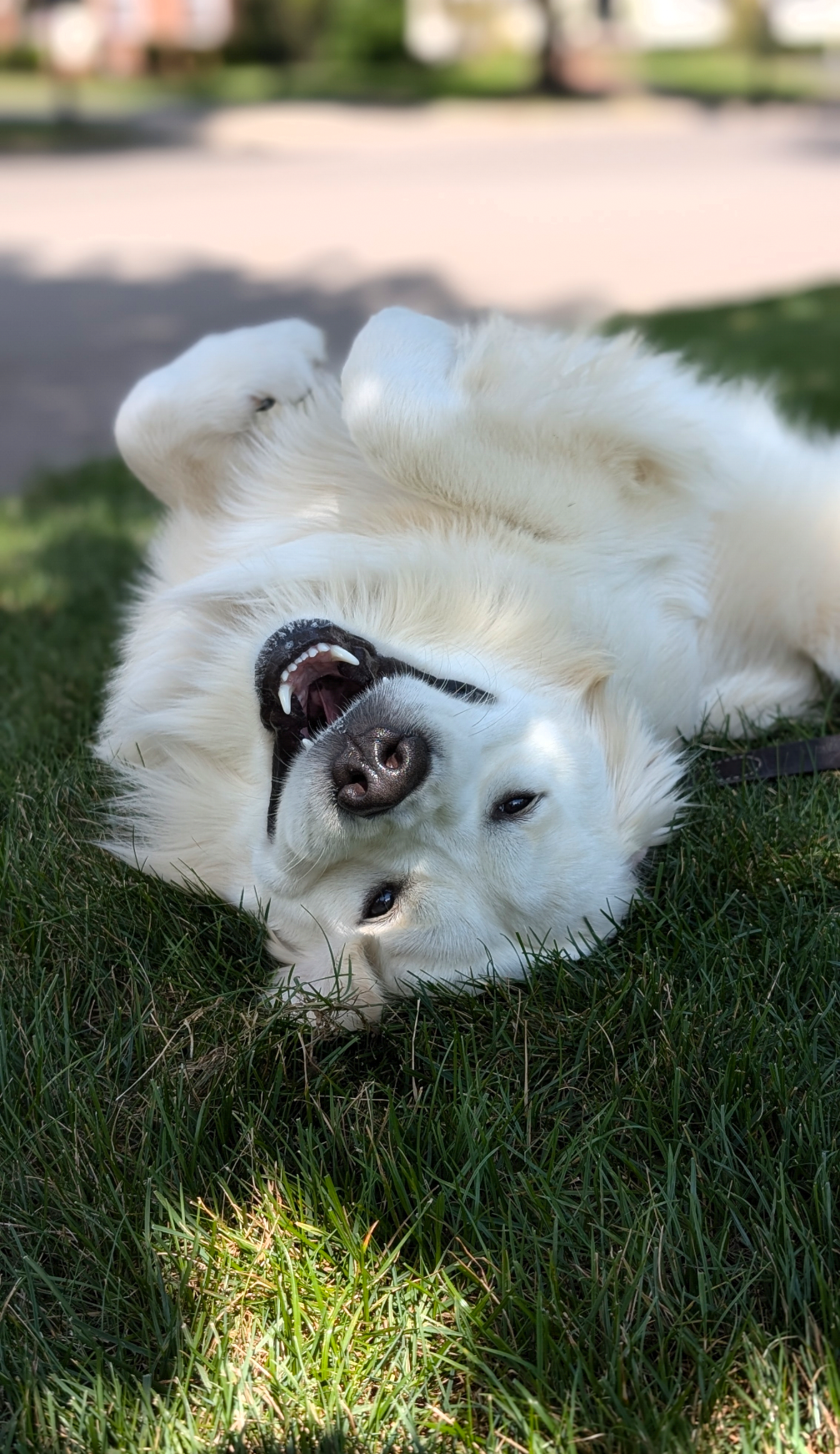 Dog being cared for