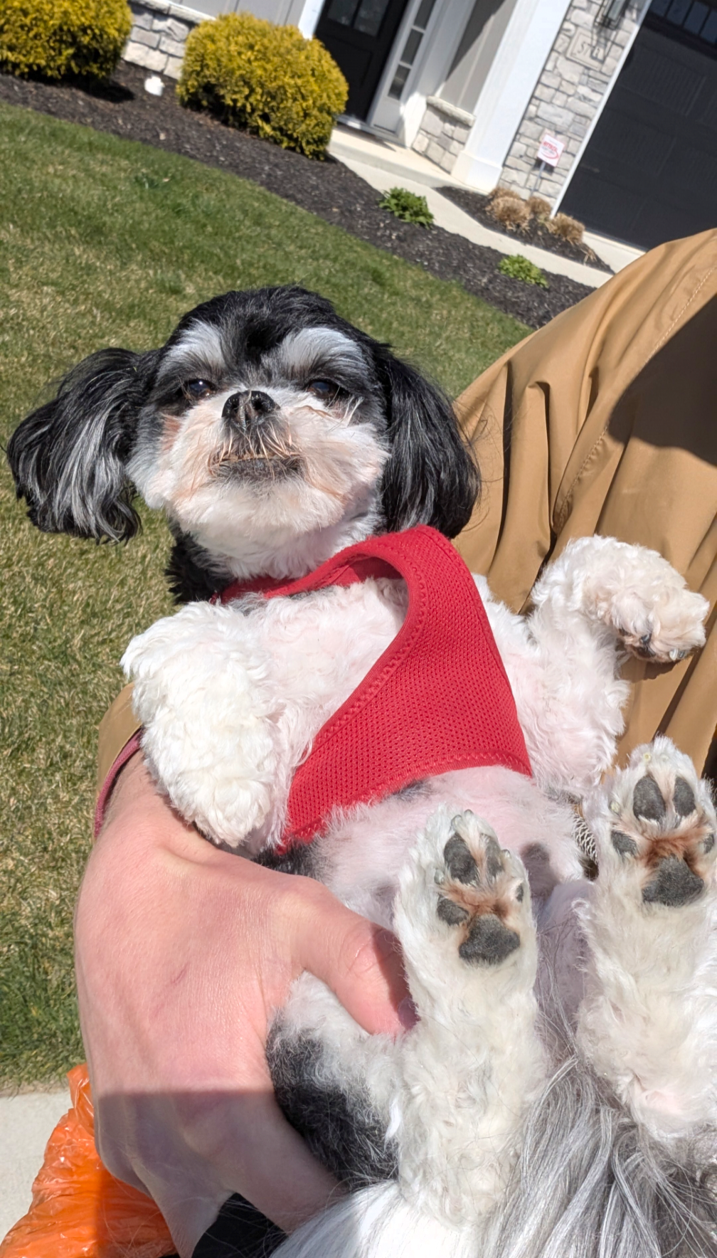Happy client dog
