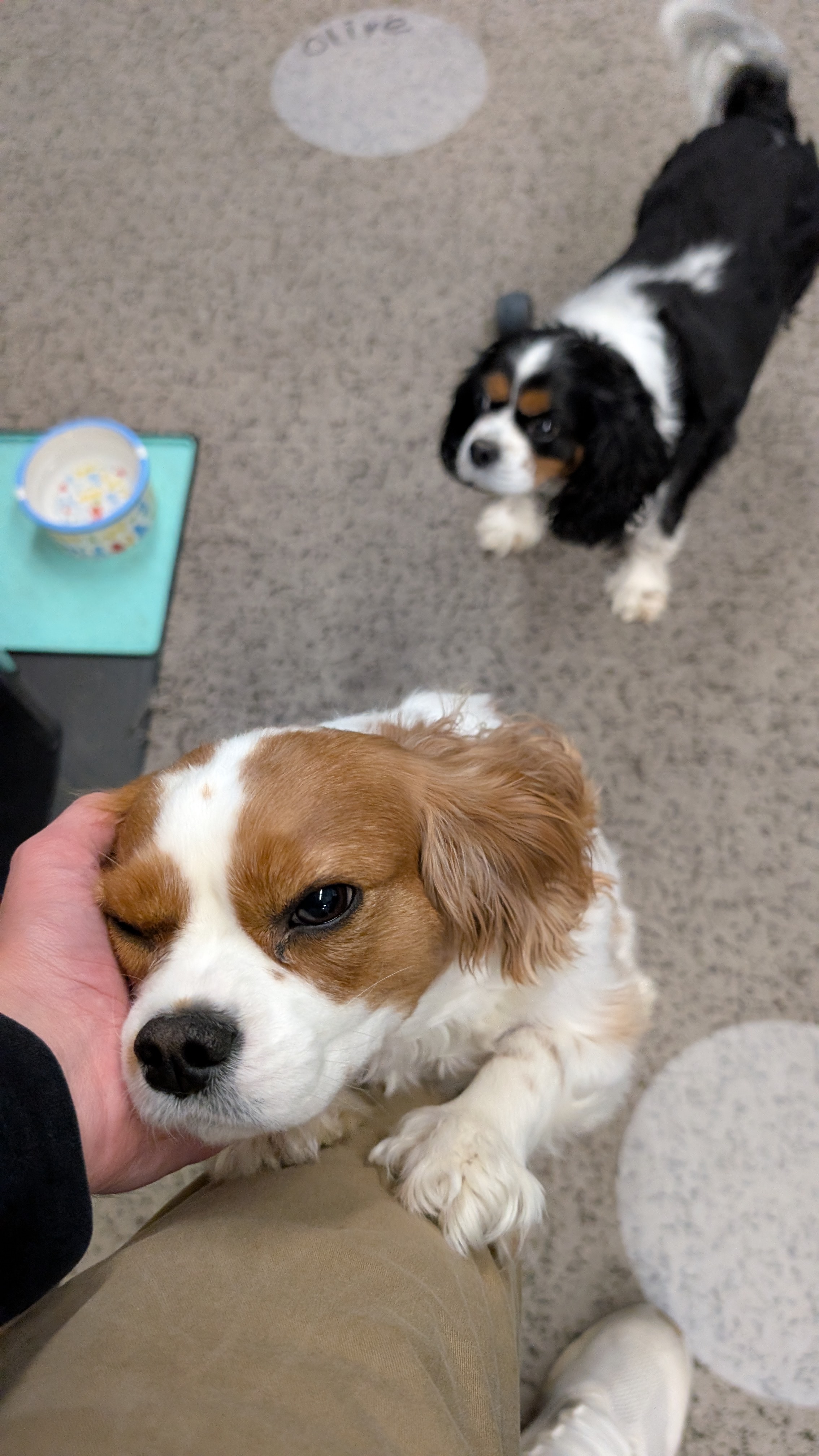 Happy client dog