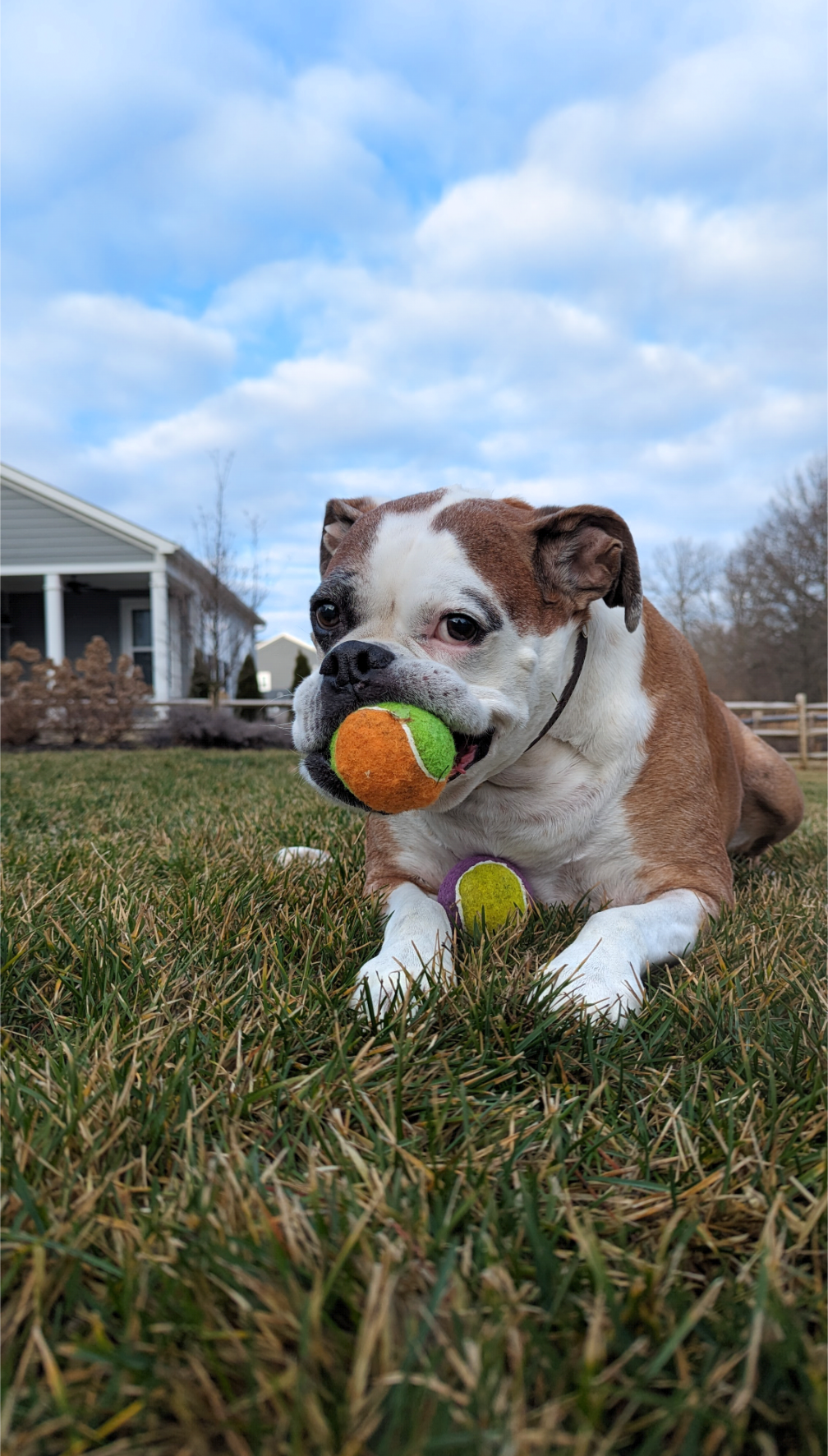 Happy client dog