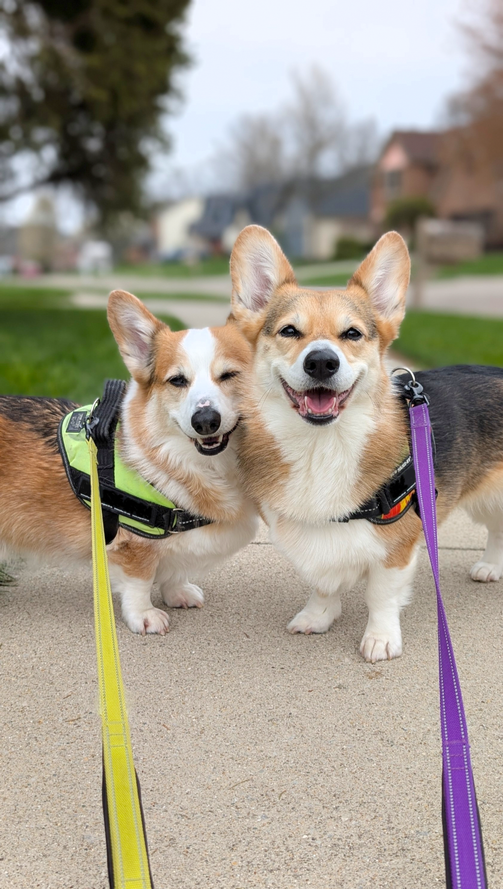 Happy client dog