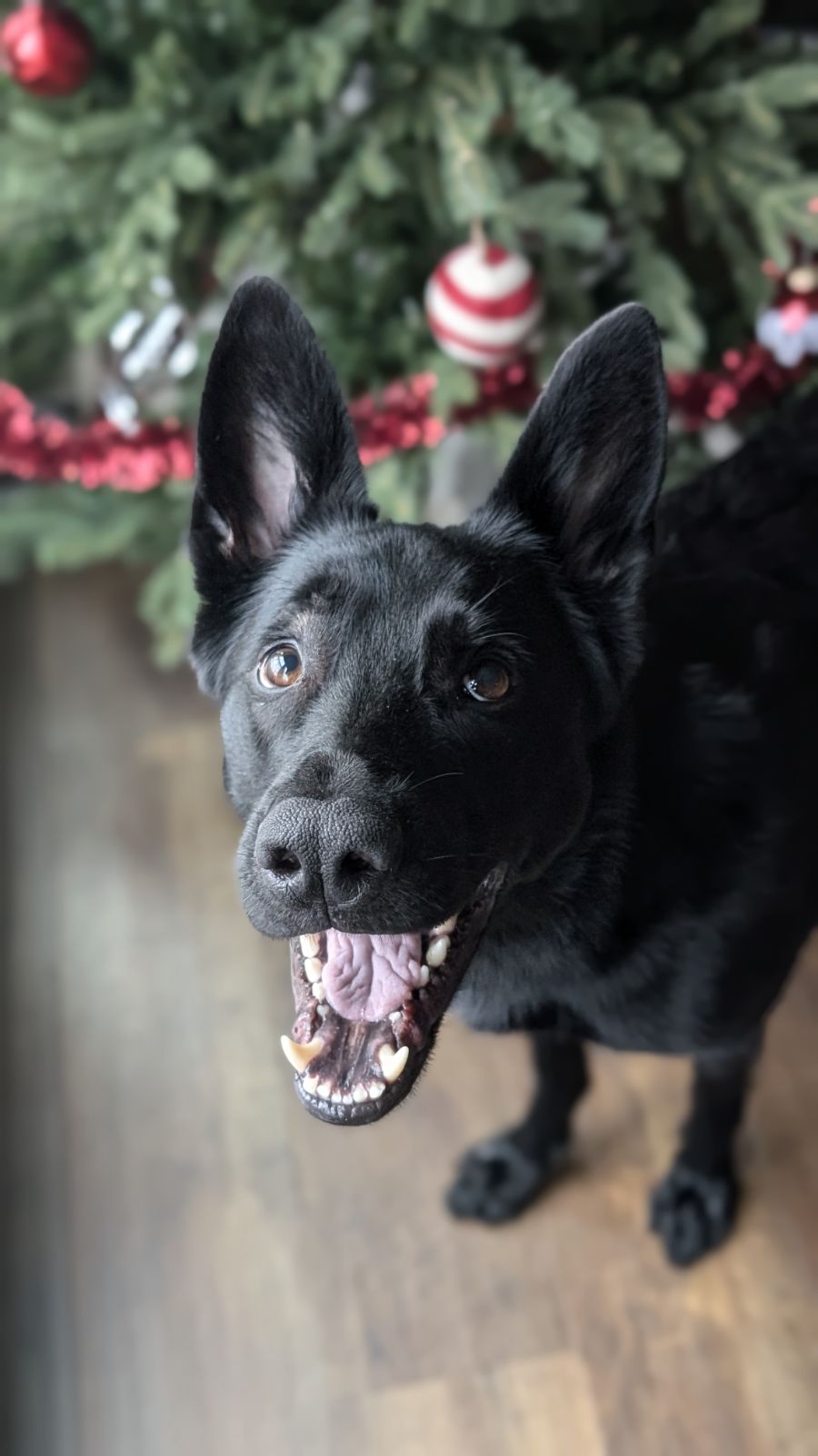 Happy client dog